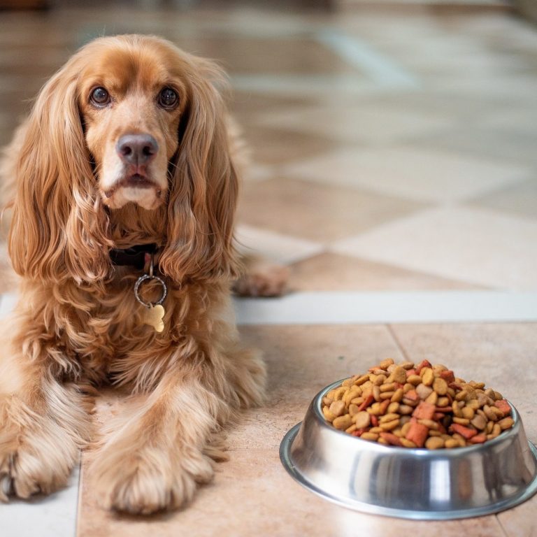 Ernährungsberatung für Hunde BARF-Beratung